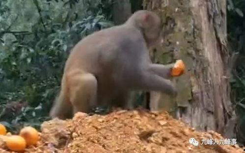 猴子的最新爆料视频,最新爆料视频曝光惊人内幕